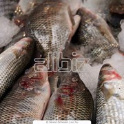 Рыба замороженная, Рыба замороженная в Казахстане фото