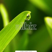 Семена травы фотография