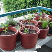 Горшки для рассады фото