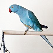 Ожереловый попугай фото