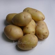 Посевной картофель Артемис 1РС