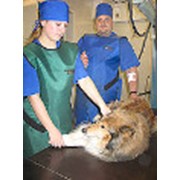 Хирургия ветеринарная фото