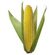 Семена кукурузы гибрид СУМ 1359 (ФАО 220) фотография
