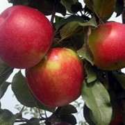 Саженцы яблонь Айдаред, Украина, купить, цена.