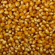 Кукуруза для попкорна оптом фото