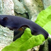 Рыбка Нож белокаймовый или черный фото