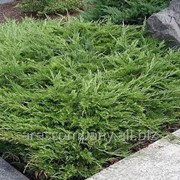 Можжевельник горизонтальный Juniperus horizontalis Wiltonii 40-80 C5