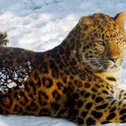 Охота в Африке в дельте реки Акаванго и пустыни Калахари фото