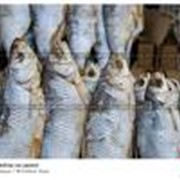 Рыба вяленая продажа Украина