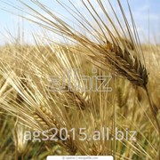 Пшеница яровая 4 класс фото