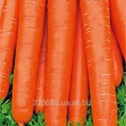 Морковь Нантская 0,5кг (GSN Франция)