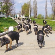 Свиньи породы Гемпшир в Молдове фотография