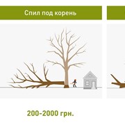 Обрезка деревьев в Харькове фотография