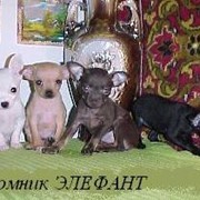Щенки собак редкого карманного размера фотография
