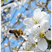 Пыльца пчелиная фото