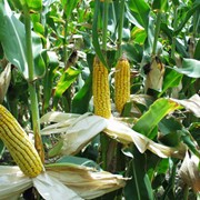 Семена кукурузы сорт П9400 фото