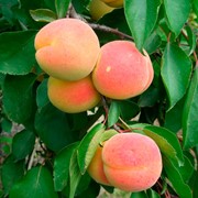 Саженцы абрикоса NJA фото