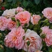 Роза флорибунда Гейша
