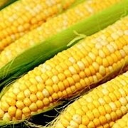 Кукуруза. Зерновые, бобовые и крупяные культуры фотография