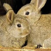 Кролики, крольчата и кролематки Новозеландской и Калифорнийской пород фотография