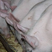 Свежая свинина с домашней фермы