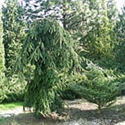 Ель обыкновенная Инверса (Picea abies 'Inversa') фото