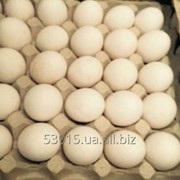 Яйцо куриное С0 белое фото