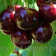 Саженец плодовых ягодных деревьев черешни Валерий Чкалов