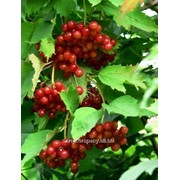 Калина Viburnum Plicata Cascade 30-40