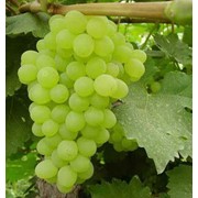Виноградный концентрат, Виноградный концентрат в Украине, Купить виноградный концентраты фото