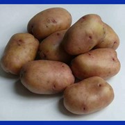 Картофель Ароза фото