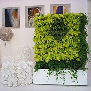 Вертикальное озеленение - фитопанели фото