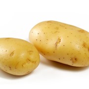 Семенной картофель, сорт Невская