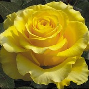 Розы чайно-гибридные (привитые) Ани Данике фотография