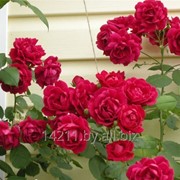Розы корнесобственные из питомника. фото