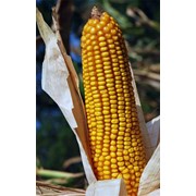 Семена кукурузы Краснодарский 194 МВ фото