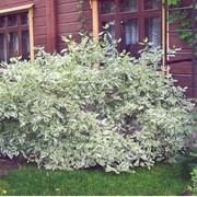 Дерен белый Cornus alba Elegantissima, h см 30-50 фото