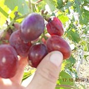 Черенки винограда средних сортов созревания, черенки винограда Атаман, саженцы винограда фотография