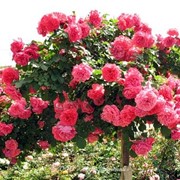 Саженцы роз сорта Розариум Ютерсен