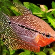 Рыбка Гурами Жемчужный фото
