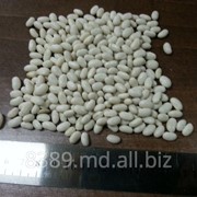 Фасоль фото