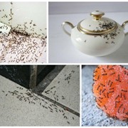 Дезинсекция от муравьев ( профилактика появления) фото
