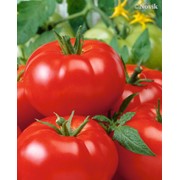Семена томатов F1 Маныч фотография
