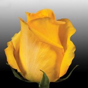 Роза Мохана фото