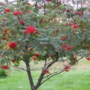 Рябина красная или обыкновенная Sorbus Aucuparia 120-140