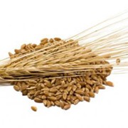 Семена озимой пшеницы Полеськая 90
