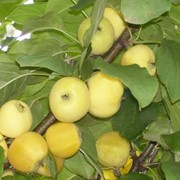 Яблони Китайка золотая фото
