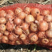 Лук репчатый сорта Каратал (2014 урожай)