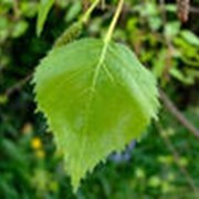 Гидролат березовых листьев фото