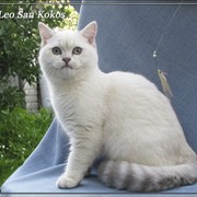 Разведение британских кошек драгоценных окрасов фото